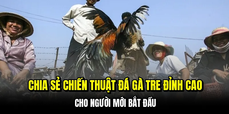 Đá Gà Tre - Kinh Nghiệm Săn Thưởng Tiền Tỷ Mỗi Ngày Tại C168 7 Chia sẻ chiến thuật đá gà tre đỉnh cao cho người mới bắt đầu