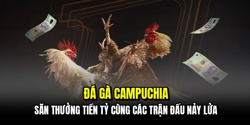 Đá Gà Campuchia - Sảnh Đấu Đỉnh Cao Số 1 Hiện Nay Tại C168 6 Đá gà Campuchia - Săn thưởng tiền tỷ cùng các trận đấu nảy lửa