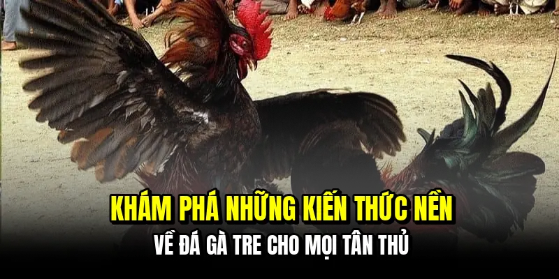 Đá Gà Tre - Kinh Nghiệm Săn Thưởng Tiền Tỷ Mỗi Ngày Tại C168 5 Khám phá những kiến thức nền về đá gà tre cho mọi tân thủ